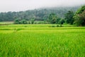 Rice fields, mountains and fog background Royalty Free Stock Photo