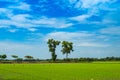 Green rice fields And sky