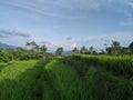 Green rice fields soothe the eyes, bright blue skies