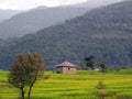 Green rice fields and step farming India Royalty Free Stock Photo