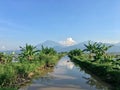 Green rice fields and streams