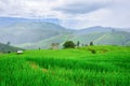 Green Rice fields on terraced Chiangmai ,Thailand