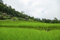 Green Rice fields on terraced in Thailand, rice field or rice terraces in the mountain, rice field in the nature, travel place Royalty Free Stock Photo