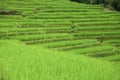 Green Rice fields on terraced in Thailand, rice field or rice terraces in the mountain, rice field in the nature, travel place Royalty Free Stock Photo