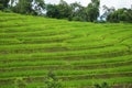 Green Rice fields on terraced in Thailand, rice field or rice terraces in the mountain, rice field in the nature, travel place Royalty Free Stock Photo