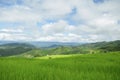 Green Rice fields on terraced in Thailand, rice field or rice terraces in the mountain, rice field in the nature, travel place Royalty Free Stock Photo