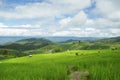 Green Rice fields on terraced in Thailand, rice field or rice terraces in the mountain, rice field in the nature, travel place Royalty Free Stock Photo