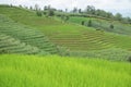 Green Rice fields on terraced in Thailand, rice field or rice terraces in the mountain, rice field in the nature, travel place Royalty Free Stock Photo