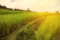 Green Rice fields on terraced in Thailand, rice field or rice terraces in the mountain and travel place for relax and feeling nice Royalty Free Stock Photo