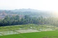 Green rice fields or terraces in the village of Hampi. Palm trees, sun,rice fields, large stones in Hampi. Tropical exotic Royalty Free Stock Photo