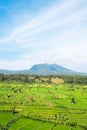 Green rice fields terraces and volcano