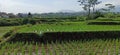 green rice fields with terracing type