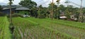 green rice fields with terracing type