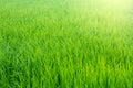 Green rice fields texture background, countryside Thailand Royalty Free Stock Photo