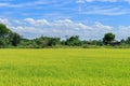 Green Rice fields Thailand with blue sky Royalty Free Stock Photo