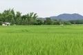 Green rice fields of Thailand. Royalty Free Stock Photo
