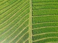 Green rice fields top view Royalty Free Stock Photo