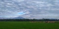 Green Rice Fields Under the Foot of Slamet Mountain 1