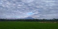 Green Rice Fields Under the Foot of Slamet Mountain 2