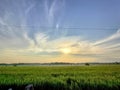 Green rice fields under the sunrise sky Royalty Free Stock Photo