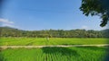 Green rice fields on very beautiful hillsides