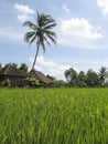 green rice fields villa bali