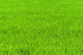 Green rice in fiend for background