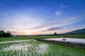 Green rice fild with evening sky