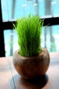 Green rice grass are planted on dried coconut as decoration.