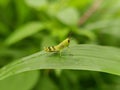A green rice grasshopper on a green leaf