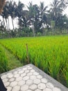 The green rice leaves look very cool in the middle of the rice fields Royalty Free Stock Photo