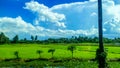 Green rice paddies on the road.