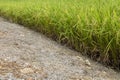 Green rice paddy in the cultivated agricultural field landscape rural scene under sunlight. Farmer crop rice for food