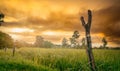 Green rice paddy field with barbed wire fence and wooden pole in the morning with yellow sunrise sky. Rice farm in Asia. Green Royalty Free Stock Photo