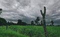 Green rice paddy field with a barbed wire fence and wooden pole with a stormy sky. Rice farm in Asia. Green paddy field. Landscape Royalty Free Stock Photo