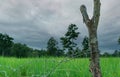 Green rice paddy field with a barbed wire fence and wooden pole with a stormy sky. Rice farm in Asia. Green paddy field. Landscape Royalty Free Stock Photo