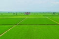 Green rice paddy field Royalty Free Stock Photo