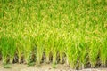 Green rice paddy field in South Korea around harvest season