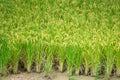 Green rice paddy field in South Korea around harvest season