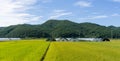 Green rice paddy field and vegetable green houses in the suburb of South Korea with mountain in the background