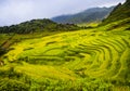 Green rice paddy fields in the mountains of Sapa, northern Vietnam Royalty Free Stock Photo