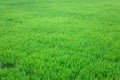 Green rice paddy with young growing plants close up shot inside of an agricultural farm Royalty Free Stock Photo