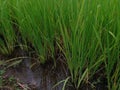 green rice plant or Oryza Sativa in the rice field Royalty Free Stock Photo