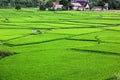 The green rice plantation management in planting season