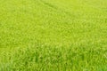 green rice plants background Royalty Free Stock Photo