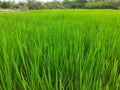 Green rice plants in the field. Rice cultivation in Assam, India. Royalty Free Stock Photo