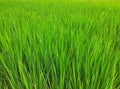 Green rice plants in the field. Rice cultivation in Assam, India. Royalty Free Stock Photo