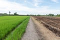 Green rice plants growing in the fields, and a half of Rice fields that have been harvested and burned under blur sky