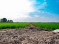 Green rice plants in the growing fields,Swamp rice plant, Background is blue sky and White clouds Beautiful nature in Ayutthaya Th