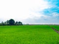 Green rice plants in the growing fields,Swamp rice plant, Background is blue sky and White clouds Beautiful nature in Ayutthaya Th